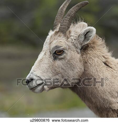 Female Bighorn sheep (Ovis canadensis), Jasper National Park, Alberta, Canada View Large Photo Image Stock Photograph - Female Bighorn sheep (Ovis canadensis), Jasper National Park, Alberta, Canada. Fotosearch