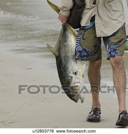 Fisherman holding a fish, Sayulita, Nayarit, Mexico View Large Photo Image Stock Photo - Fisherman holding a fish, Sayulita, Nayarit, Mexico. Fotosearch