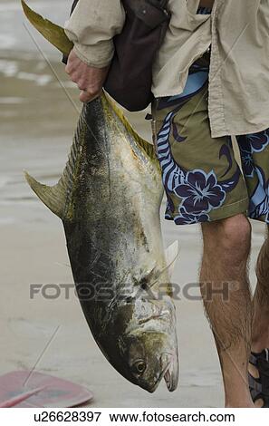 Fisherman holding a fish, Sayulita, Nayarit, Mexico View Large Photo Image Stock Photo - Fisherman holding a fish, Sayulita, Nayarit, Mexico. Fotosearch