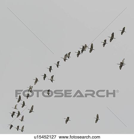 Flock of egrets flying in the sky, Sayulita, Nayarit, Mexico View Large Photo Image Stock Photo - Flock of egrets flying in the sky, Sayulita, Nayarit, Mexico. Fotosearch