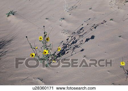 Flowers on plant in a desert, Utah, USA View Large Photo Image Stock Image - Flowers on plant in a desert, Utah, USA. Fotosearch