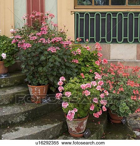 Flowers pots on steps of Chinese Pavilion of Drottningholm Palace, Drottningholm, Stockholm, Sweden View Large Photo Image Stock Photography - Flowers pots on steps of Chinese Pavilion of Drottningholm Palace, Drottningholm, Stockholm, Sweden. Fotosearch