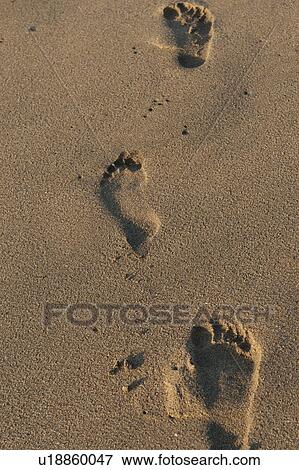 Footprints on the beach, Sayulita, Nayarit, Mexico View Large Photo Image Stock Photo - Footprints on the beach, Sayulita, Nayarit, Mexico. Fotosearch