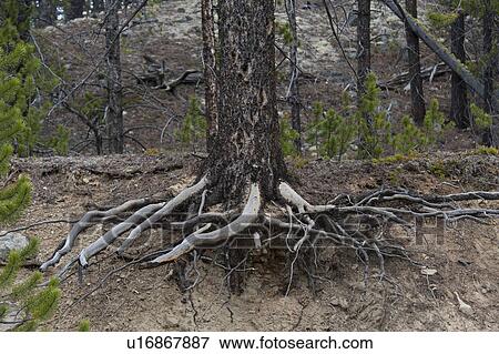 Stock Photo - Forest, Bald Hills Trail, Maligne Lake, Jasper National Park, Alberta, Canada. Fotosearch