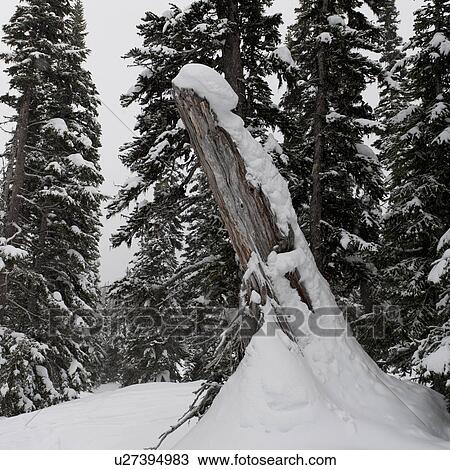 Forest in winter, Symphony Amphitheatre, Whistler, British Columbia, Canada View Large Photo Image Stock Image - Forest in winter, Symphony Amphitheatre, Whistler, British Columbia, Canada. Fotosearch