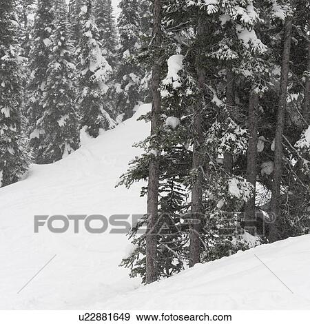 Stock Photo - Forest in winter, Symphony Amphitheatre, Whistler, British Columbia, Canada. Fotosearch