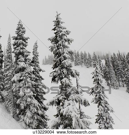 Forest in winter, Whistler, British Columbia, Canada View Large Photo Image Picture - Forest in winter, Whistler, British Columbia, Canada. Fotosearch