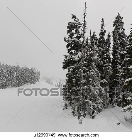 Stock Photo - Forest in winter, Whistler, British Columbia, Canada. Fotosearch