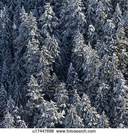 Forest in winter, Whistler, British Columbia, Canada View Large Photo Image Stock Photo - Forest in winter, Whistler, British Columbia, Canada. Fotosearch
