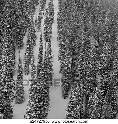 Stock Photograph - Forest in winter, Whistler, British Columbia, Canada. Fotosearch