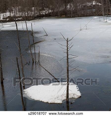 Stock Photo - Frozen river in a forest, Whistler, British Columbia, Canada. Fotosearch