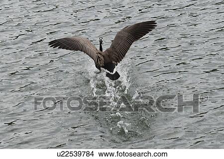 Picture - Goose taking off, Jasper National Park, Alberta, Canada. Fotosearch