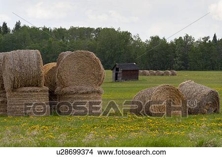 Picture - Hay bales in a field, Northern Alberta, Alberta, Canada. Fotosearch