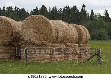 Hay bales in a field, Northern Alberta, Alberta, Canada View Large Photo Image Stock Photograph - Hay bales in a field, Northern Alberta, Alberta, Canada. Fotosearch