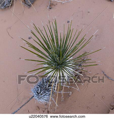 Stock Photograph - High angle view of a plant in a desert, Utah, USA. Fotosearch