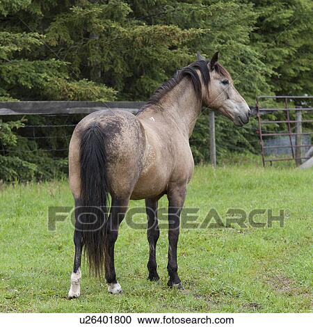 Horse standing in a ranch, Northern Alberta, Alberta, Canada View Large Photo Image Stock Image - Horse standing in a ranch, Northern Alberta, Alberta, Canada. Fotosearch