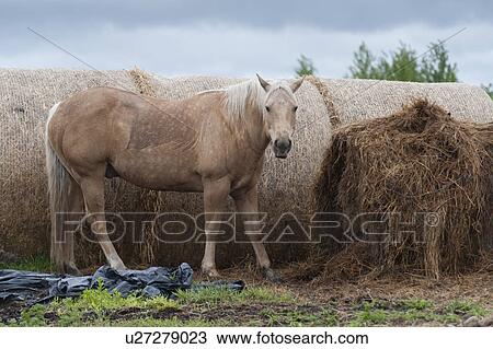 Horse standing near hay bales, Northern Alberta, Alberta, Canada View Large Photo Image Stock Image - Horse standing near hay bales, Northern Alberta, Alberta, Canada. Fotosearch