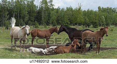 Stock Image - Horses in a ranch, Northern Alberta, Alberta, Canada. Fotosearch
