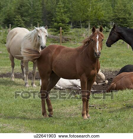 Stock Image - Horses in a ranch, Northern Alberta, Alberta, Canada. Fotosearch
