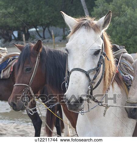 Horses standing in a field, Sayulita, Nayarit, Mexico View Large Photo Image Picture - Horses standing in a field, Sayulita, Nayarit, Mexico. Fotosearch