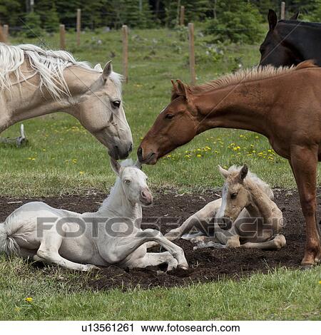 Horses with foals in a ranch, Northern Alberta, Alberta, Canada View Large Photo Image Stock Image - Horses with foals in a ranch, Northern Alberta, Alberta, Canada. Fotosearch