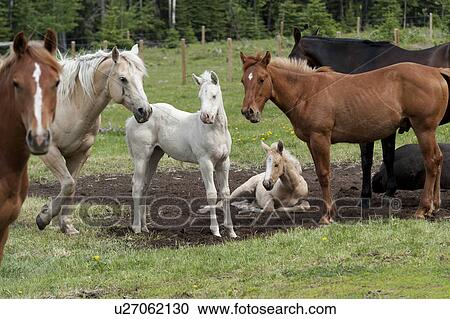 Horses with foals in a ranch, Northern Alberta, Alberta, Canada View Large Photo Image Stock Image - Horses with foals in a ranch, Northern Alberta, Alberta, Canada. Fotosearch