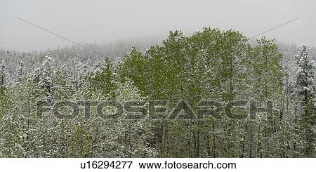 Stock Photo - Jasper National Park, Alberta, Canada. Fotosearch