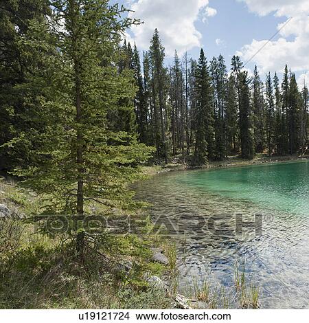 Lake surrounded by trees, Jasper National Park, Alberta, Canada View Large Photo Image Picture - Lake surrounded by trees, Jasper National Park, Alberta, Canada. Fotosearch