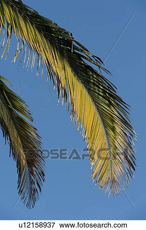 Low angle view of a palm tree, Sayulita, Nayarit, Mexico View Large Photo Image Stock Photo - Low angle view of a palm tree, Sayulita, Nayarit, Mexico. Fotosearch