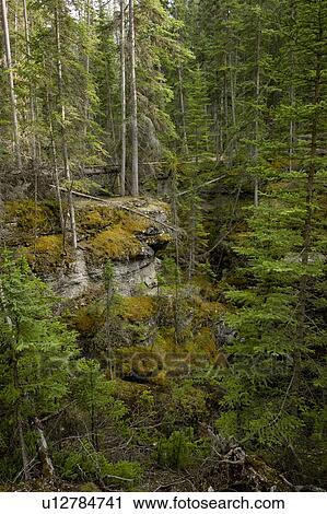 Maligne Canyon, Jasper National Park, Alberta, Canada View Large Photo Image Stock Image - Maligne Canyon, Jasper National Park, Alberta, Canada. Fotosearch