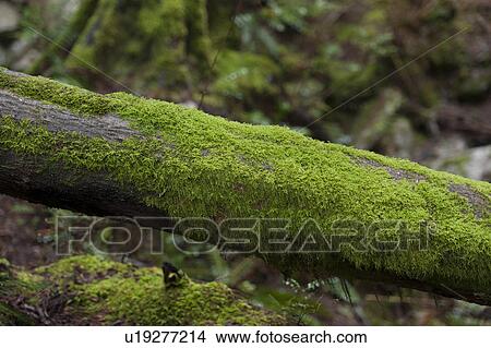 Picture - Moss on a dead tree in a forest, Shannon Falls Provincial Park, British Columbia, Canada. Fotosearch