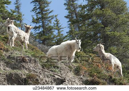 Mountain goat (Oreamnos americanus), Jasper National Park, Alberta, Canada View Large Photo Image Stock Photo - Mountain goat (Oreamnos americanus), Jasper National Park, Alberta, Canada. Fotosearch