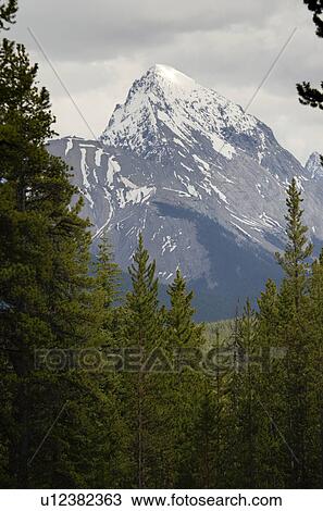 Mountain peak viewed from a forest, Bald Hills, Jasper National Park, Alberta, Canada View Large Photo Image Stock Image - Mountain peak viewed from a forest, Bald Hills, Jasper National Park, Alberta, Canada. Fotosearch