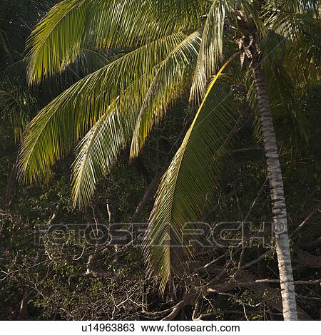 Stock Image - Palm tree on the beach, Sayulita, Nayarit, Mexico. Fotosearch