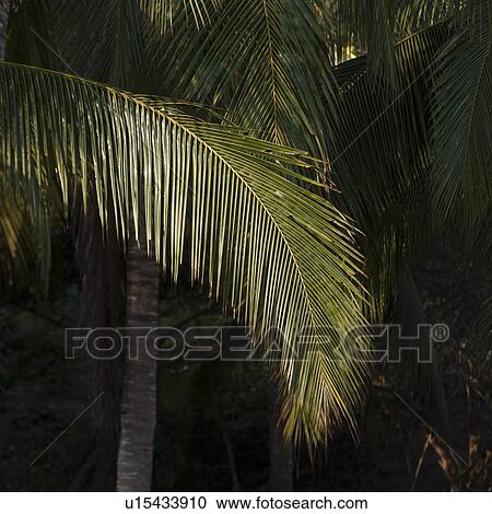 Stock Image - Palm trees on the beach, Sayulita, Nayarit, Mexico. Fotosearch