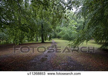 Park after rain, Uppsala, Sweden View Large Photo Image Stock Image - Park after rain, Uppsala, Sweden. Fotosearch