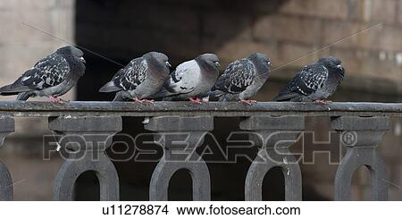 Pigeons perching on the railings, St. Petersburg, Russia View Large Photo Image Picture - Pigeons perching on the railings, St. Petersburg, Russia. Fotosearch