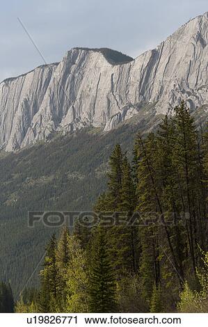 Pine trees and mountains, Jasper National Park, Alberta, Canada View Large Photo Image Stock Image - Pine trees and mountains, Jasper National Park, Alberta, Canada. Fotosearch