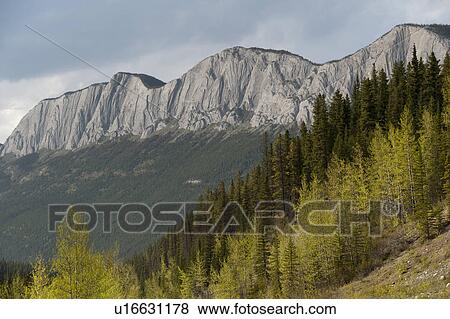 Pine trees and mountains, Jasper National Park, Alberta, Canada View Large Photo Image Stock Photo - Pine trees and mountains, Jasper National Park, Alberta, Canada. Fotosearch