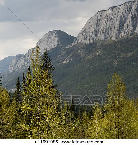 Pine trees and mountains, Jasper National Park, Alberta, Canada View Large Photo Image Stock Photography - Pine trees and mountains, Jasper National Park, Alberta, Canada. Fotosearch