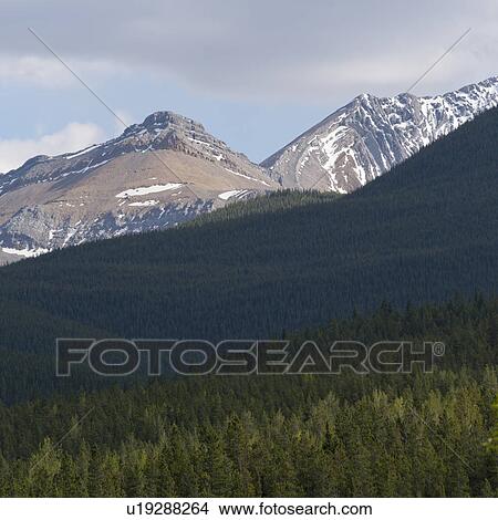 Pine trees in a forest, Jasper National Park, Alberta, Canada View Large Photo Image Picture - Pine trees in a forest, Jasper National Park, Alberta, Canada. Fotosearch