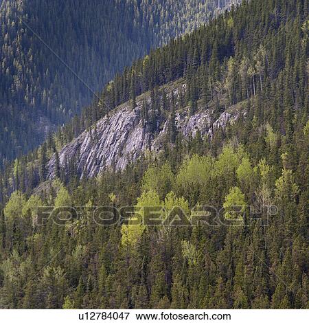Stock Photo - Pine trees in a forest, Jasper National Park, Alberta, Canada. Fotosearch