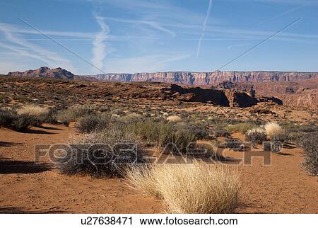Plants in a desert, Horseshoe Bend, Page, Arizona, USA View Large Photo Image Stock Image - Plants in a desert, Horseshoe Bend, Page, Arizona, USA. Fotosearch