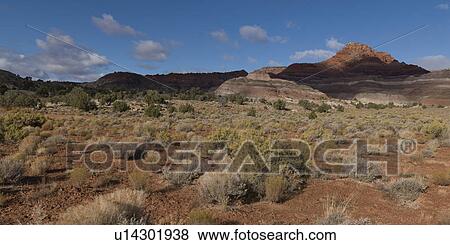 Plants in a desert, Paria Canyon, Paria, Kane County, Utah, USA View Large Photo Image Stock Photo - Plants in a desert, Paria Canyon, Paria, Kane County, Utah, USA. Fotosearch