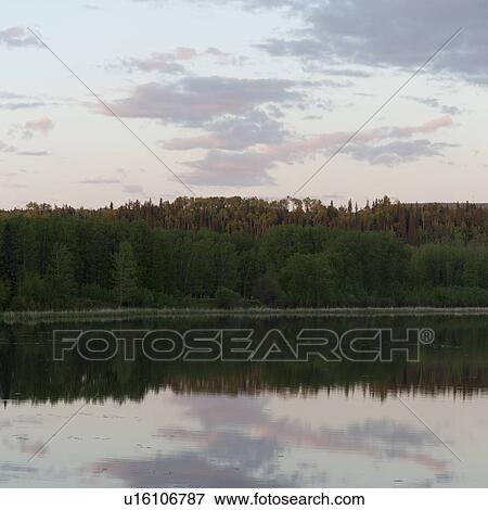 Stock Photo - Reflection of trees in a lake, Jasper National Park, Alberta, Canada. Fotosearch