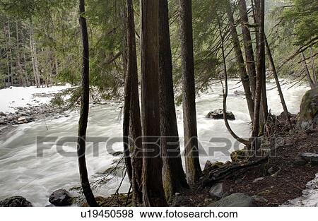 River flowing through a forest, Nairn Falls Provincial Park, British Columbia, Canada View Large Photo Image Stock Photo - River flowing through a forest, Nairn Falls Provincial Park, British Columbia, Canada. Fotosearch