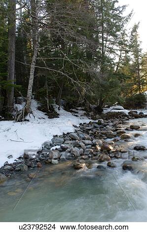 River flowing through a forest, Whistler, British Columbia, Canada View Large Photo Image Picture - River flowing through a forest, Whistler, British Columbia, Canada. Fotosearch