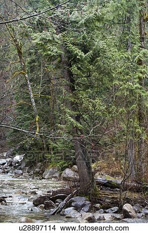 River flowing through a forest, Shannon Falls Provincial Park, British Columbia, Canada View Large Photo Image Picture - River flowing through a forest, Shannon Falls Provincial Park, British Columbia, Canada. Fotosearch