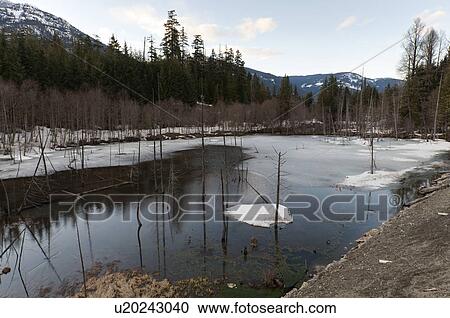 Stock Image - River flowing through a forest, Whistler, British Columbia, Canada. Fotosearch