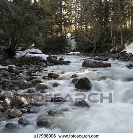River flowing through a forest, Whistler, British Columbia, Canada View Large Photo Image Stock Photograph - River flowing through a forest, Whistler, British Columbia, Canada. Fotosearch